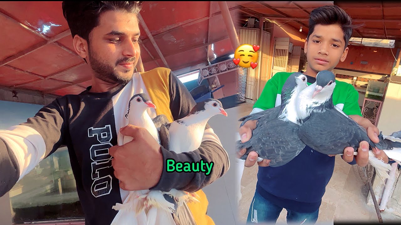 Bahut Pyare Kabutar Ke Jode Mil Gaye 😍