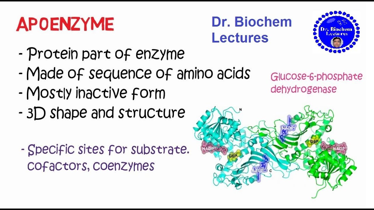 Enzymes: Structure and Properties