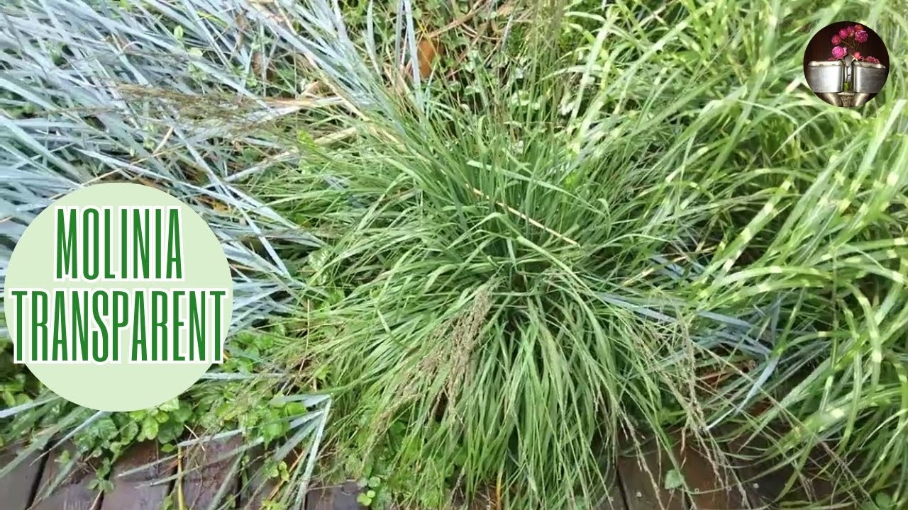 Molinia 'Transparent', graminée caduque