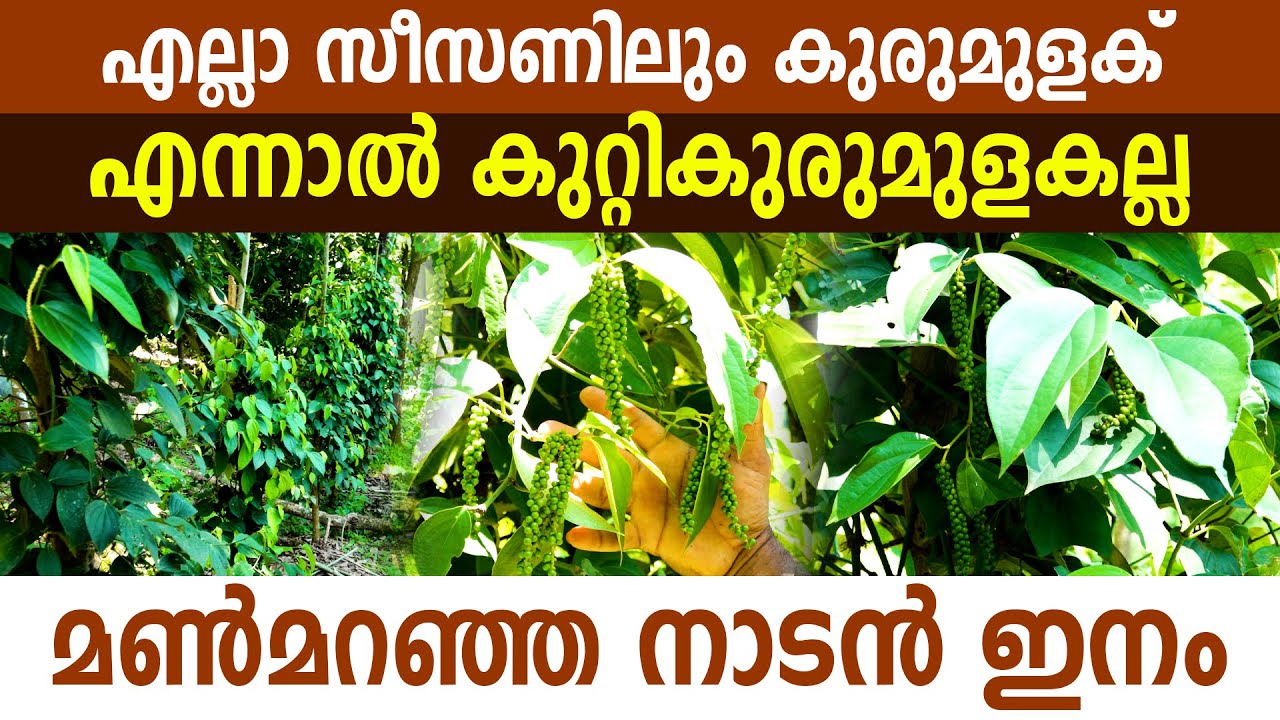 വർഷത്തിൽ 365 ദിവസവും കായ്ക്കുന്ന കുരുമുളകുമായി ഒരു കർഷകൻ I Neelamundi Kurumulaku I Black pepper I
