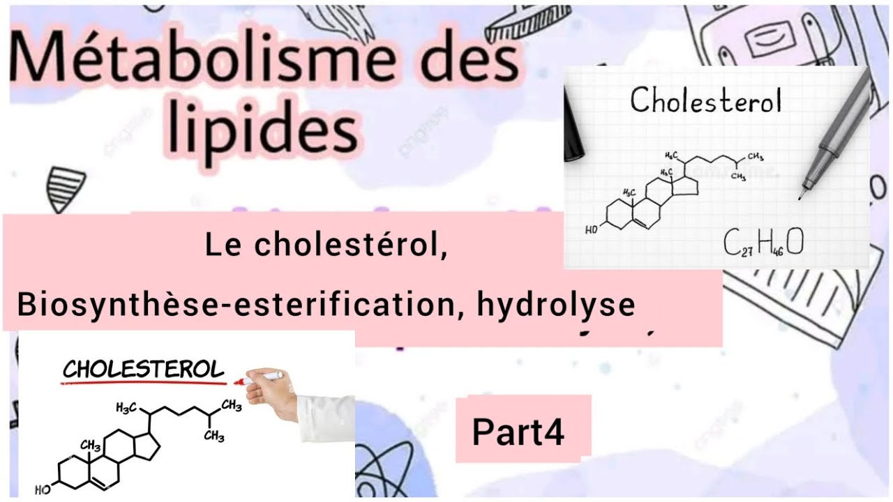 métabolisme de cholestérol | biosynthèse, esterification, hydrolyse. part4