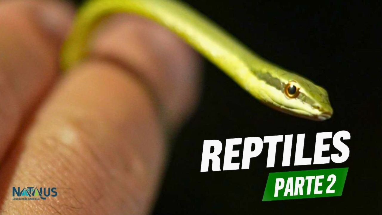Descubre estos increíbles reptiles dominicanos/ PARTE 2: Natalus EP4