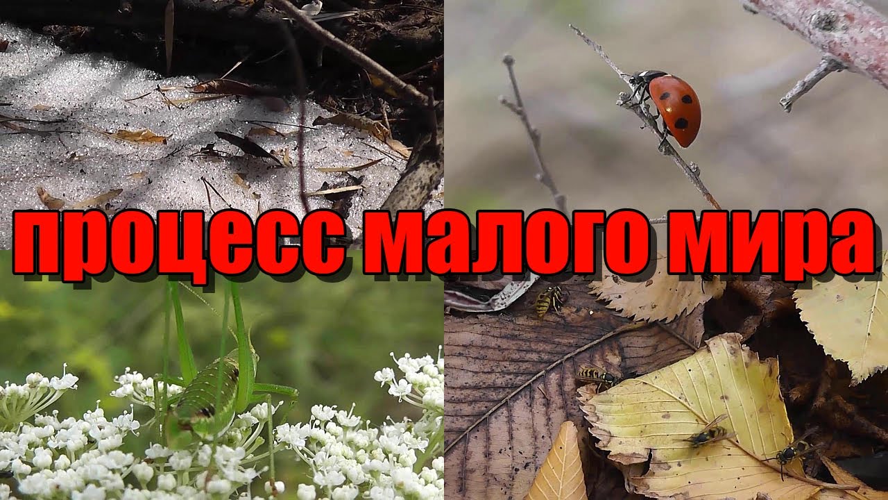 ПРОЦЕСС МАЛОГО МИРА
