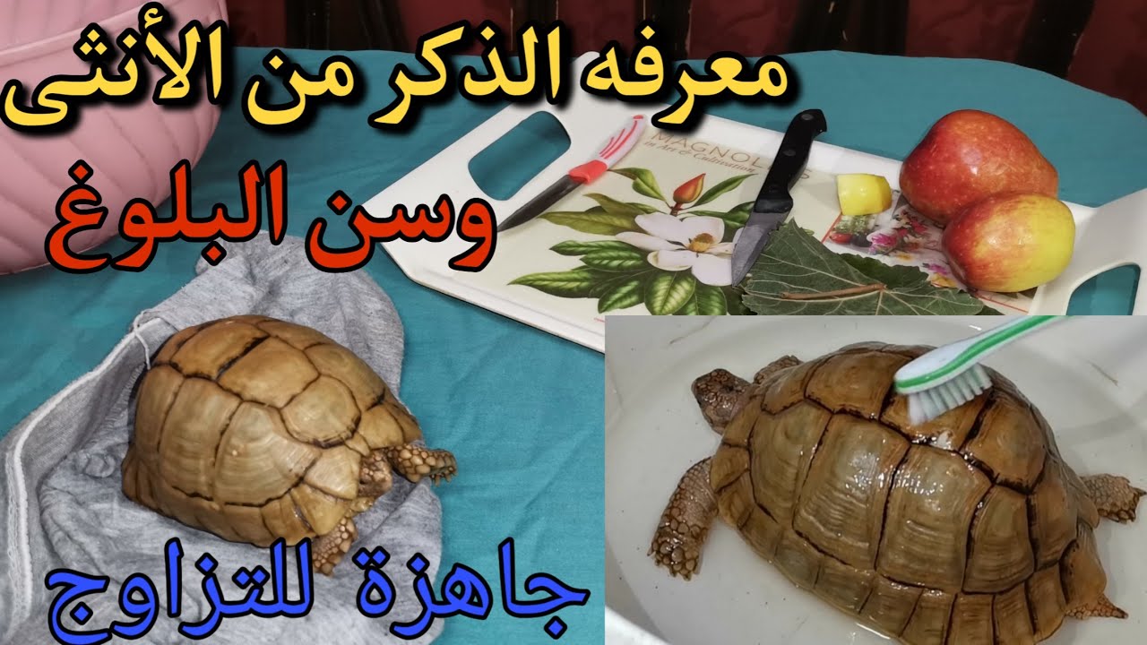 قبل ما تشتري سلحفاة شوف الفيديو ده تربية السلاحف واستحمامها وطعامها ومعرفه الذكر من الاثني 🐢