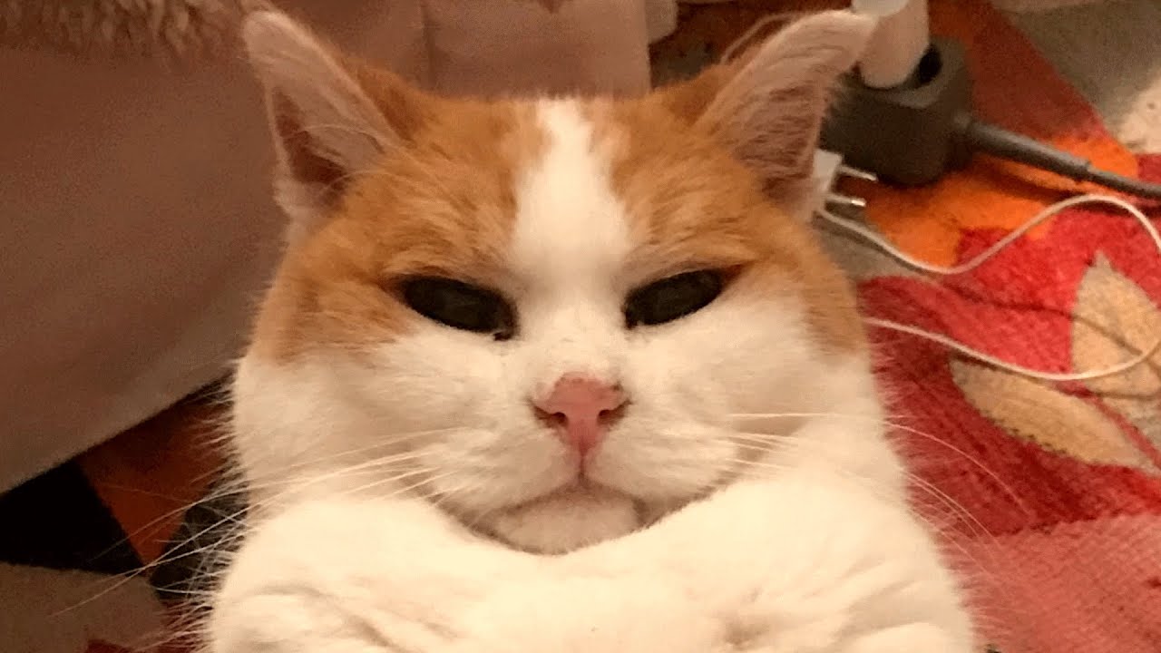 This senior cat's retired life might make you jealous