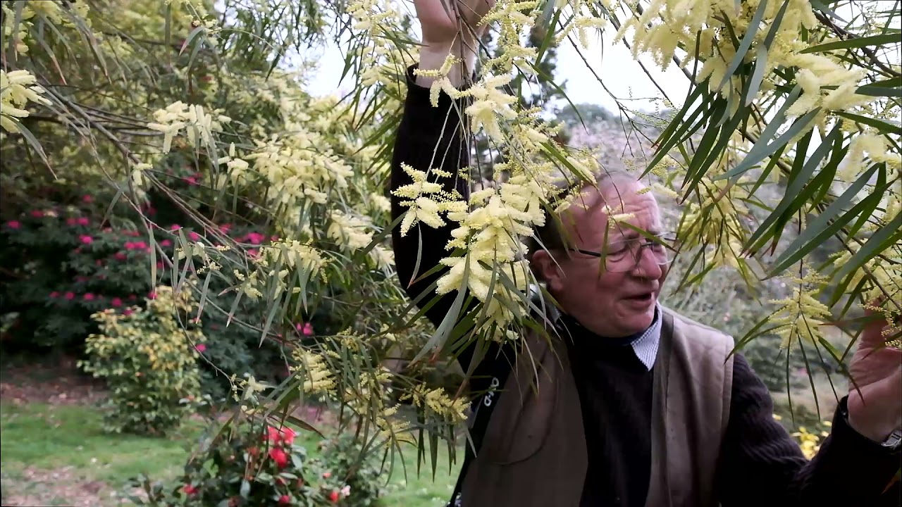 Acacia - spotlight on four species