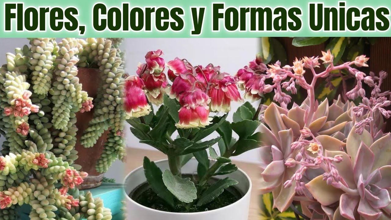Suculentas Colgantes Resistentes y Llenas de Color