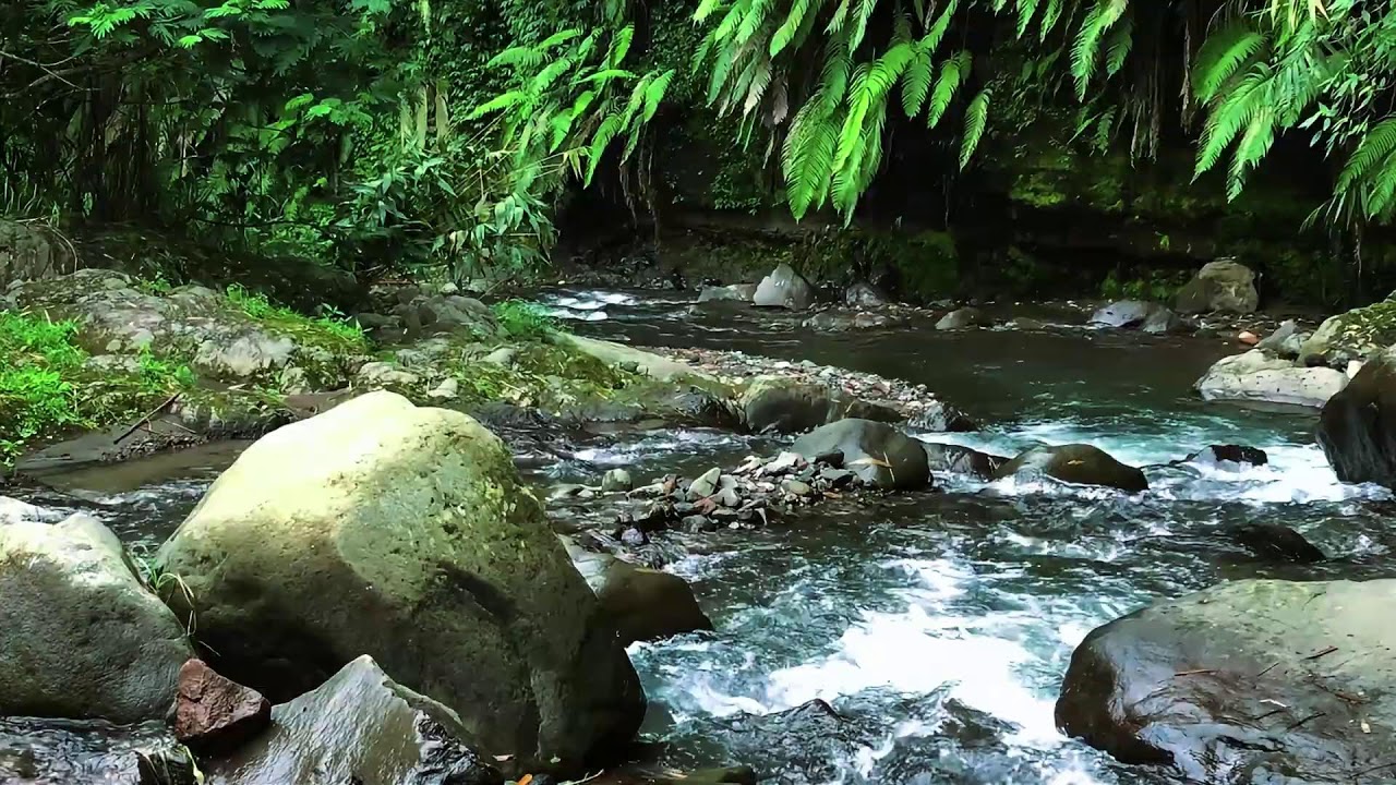 Forest River Sounds – Peaceful Flowing River & Calming Water Sounds for Deep Sleep