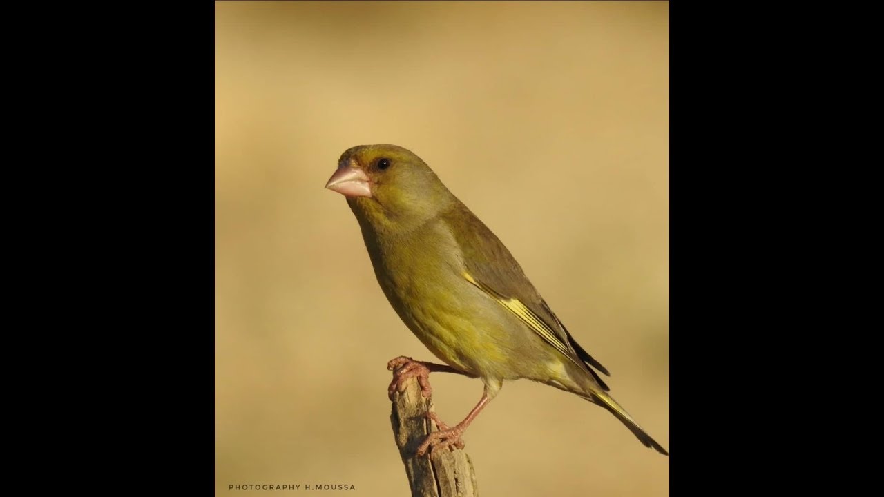بعيدا عن الصيد و مشتقاته...الحياة البرية لبعض الطيور في الربيع.تصوير الاخ:ح. موسى.