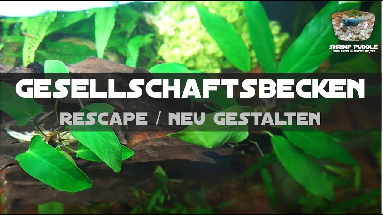 GESELLSCHAFTSBECKEN UMGESTALTEN / RESCAPE / NEUE PFLANZEN