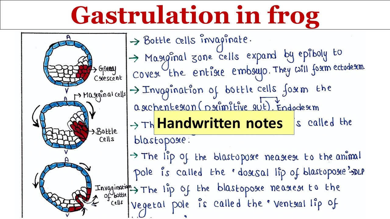 Gastrulation in frog | Handwritten notes
