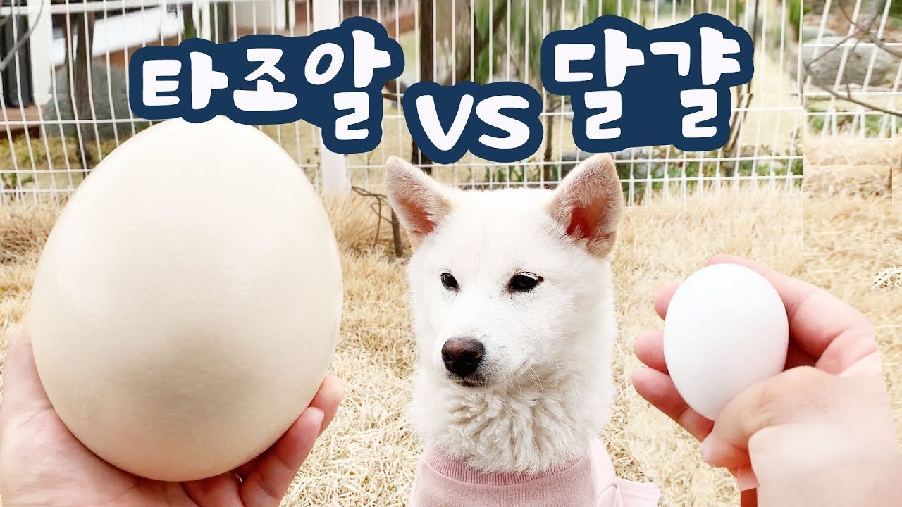 달걀의 20배 대왕 타조알을 먹여봤습니다(타조알 vs 달걀 강아지의 선택은?)
