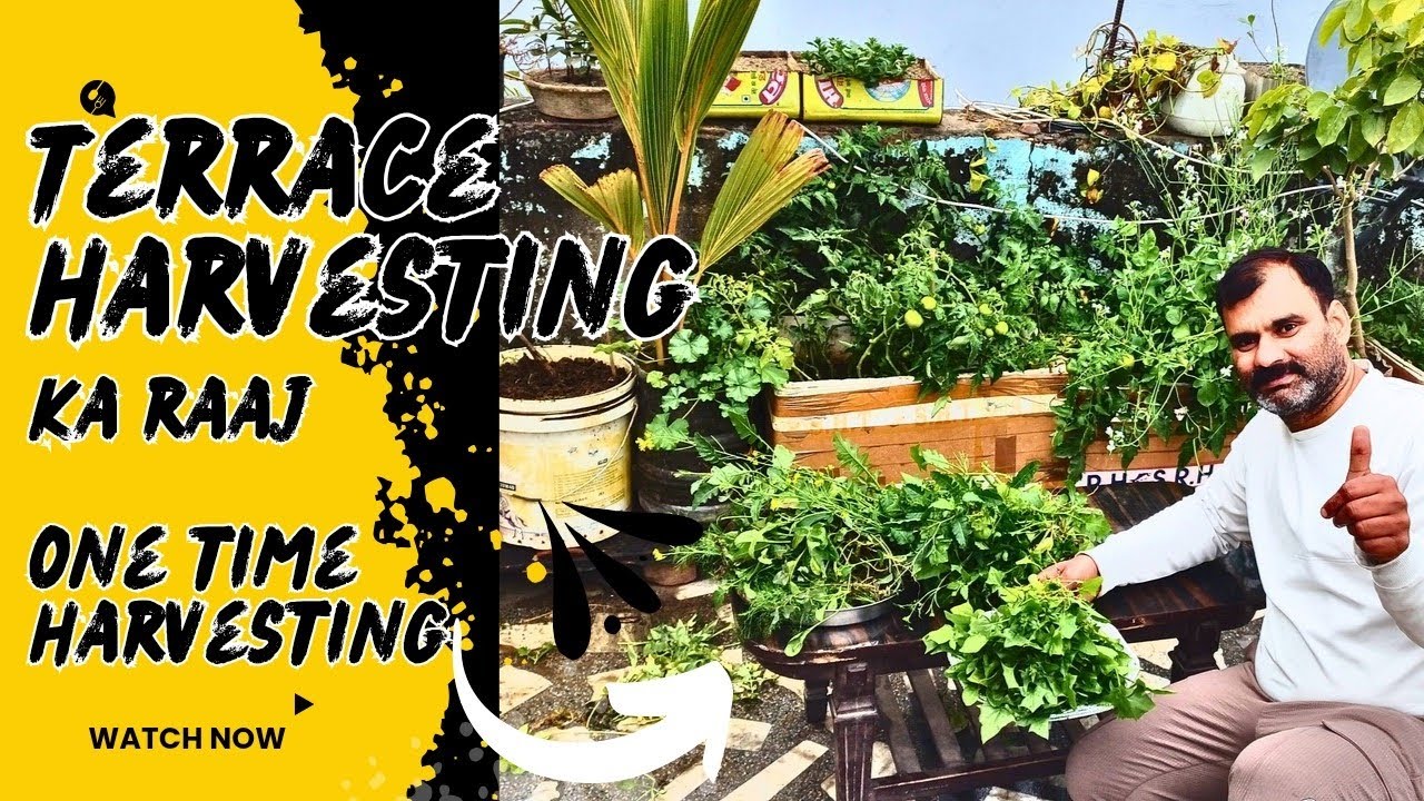 Final Harvesting of Green & Winter Vegetables | सर्दियों की सब्ज़ियों की फाइनल कटाई | Roof Garden