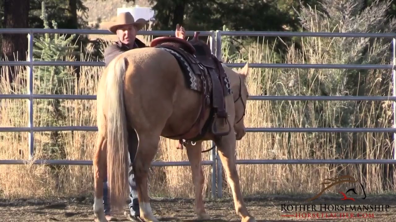 Tips Tuesday Allow your horse to make mistakes