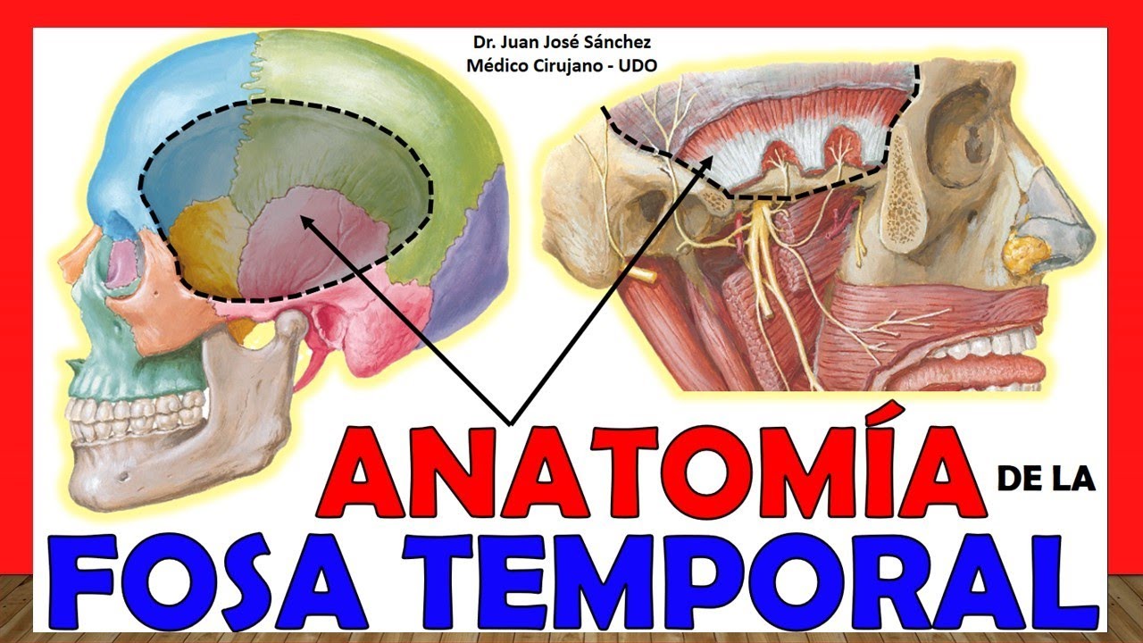 🥇 ANATOMÍA DE LA FOSA TEMPORAL. ¡Explicación Sencilla!