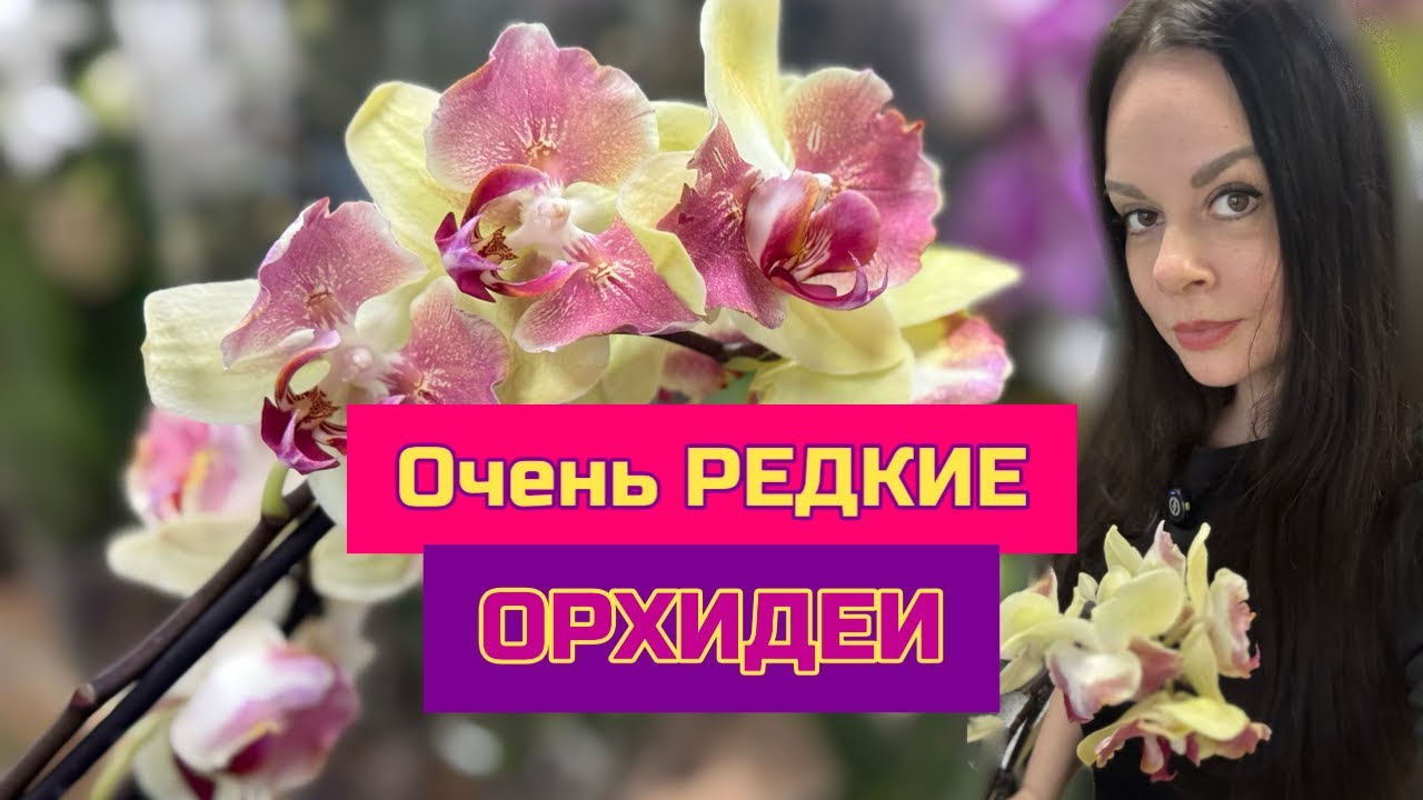 Огромный завоз редких орхидей фаленопсис, Санкт-Петербург орхомир #orchid #phal #цветущиеорхидеи 