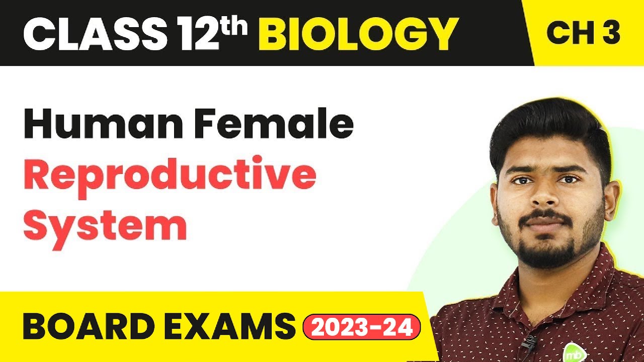 Human Female Reproductive System - Human Reproduction | Class 12 Biology (2022-23)
