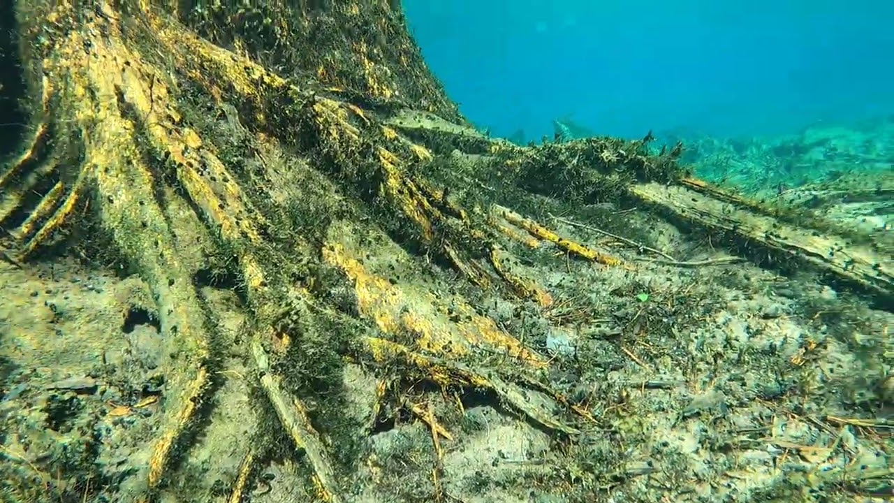 Scuba Diving at Morrison Springs, Florida in July 2023. Part 1 of 14