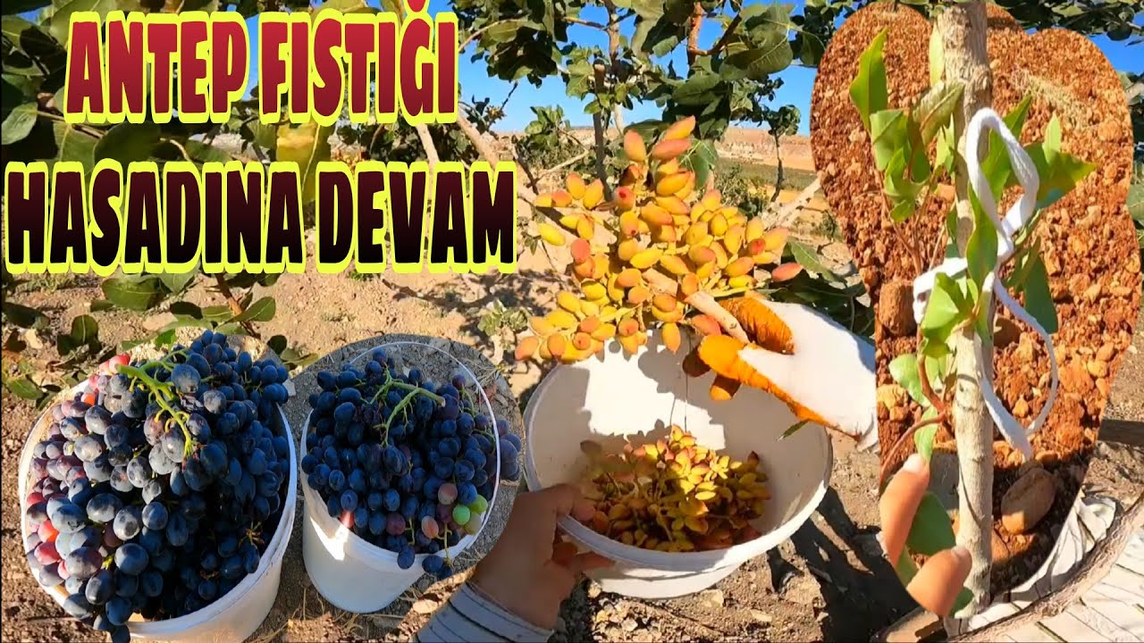 Antep fıstığı hasadı... Siirt 88 aşı bakımı... kilis karası üzüm kesimi... 3 il bir arada...