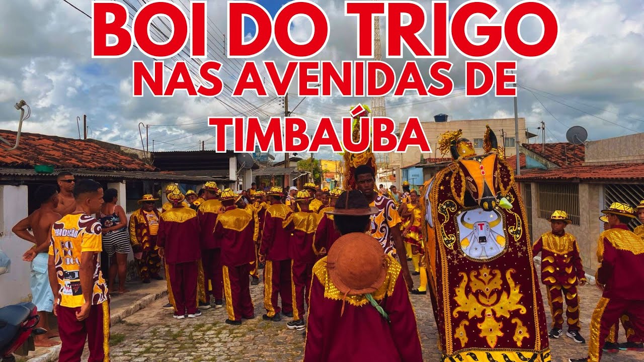 BOI DO TRIGO 2025 NAS AVENIDAS DE TIMBAÚBA DOMINGO DE CARNAVAL