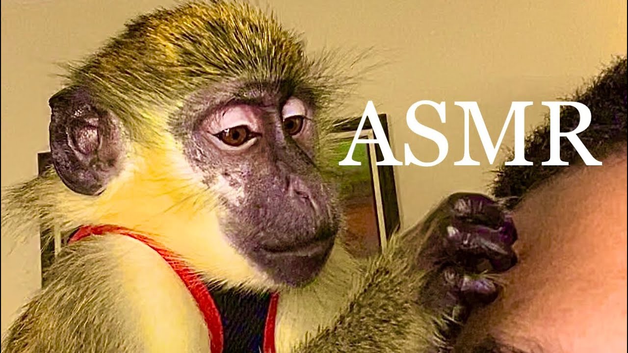 ASMR Monkey Grooming | Nature Original ASMR, Relax, Satisfying, Sleep, Chill, Tingles