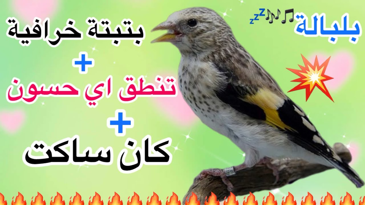 💣اقوى بتبتة وستستة🔥 خرافية تنطق اي 💤حسون كان ساكت او مغبون 🥹يتكلم رغم عنه لا تحرم حسونك