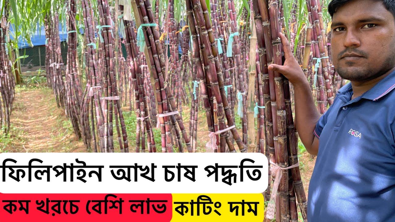 ফিলিপাইন আখ চাষ পদ্ধতি | আখ |কাটিং দাম | কম খরচে বেশি লাভ | philipine black sugarcane | Aminagro