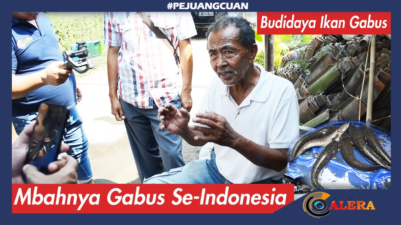 Budidaya Ikan Gabus Asli Jogja - Negara Luar Ingin Mengakui nya !!!!