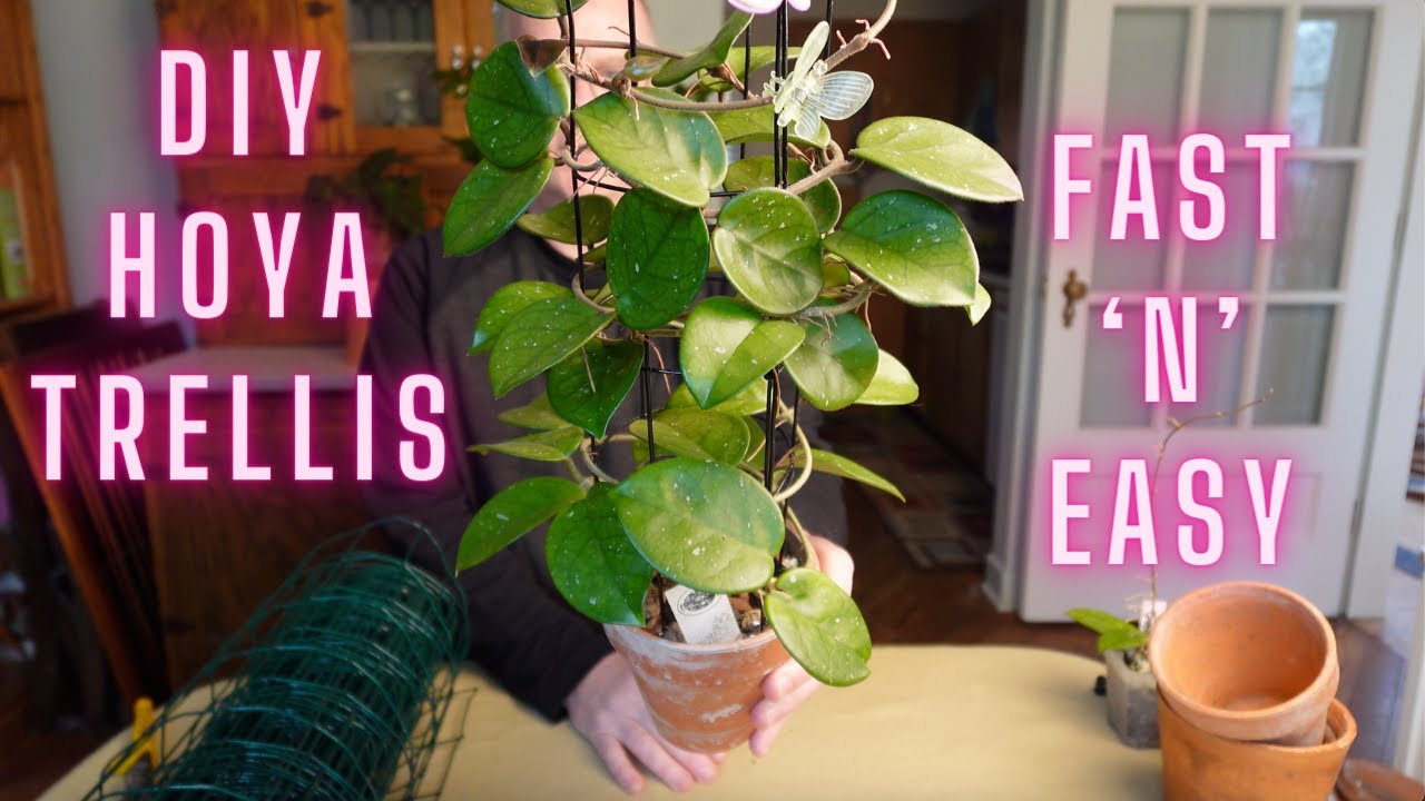 Hoya cage trellis, and potting H.  'Sunshine' props!