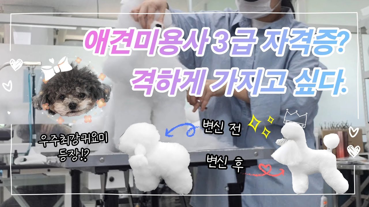애견미용사 3급 자격증 시험 준비 Start | 새로운 애견미용학원 적응기ㅣ역대급 귀요미 뉴페이스 등장🐶