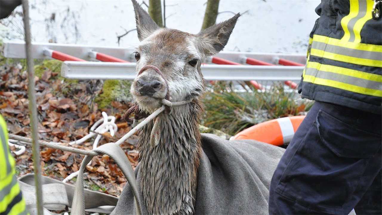 08.12.2016 - Feuerwehr rettet in Eis eingebrochene Hirschkuh