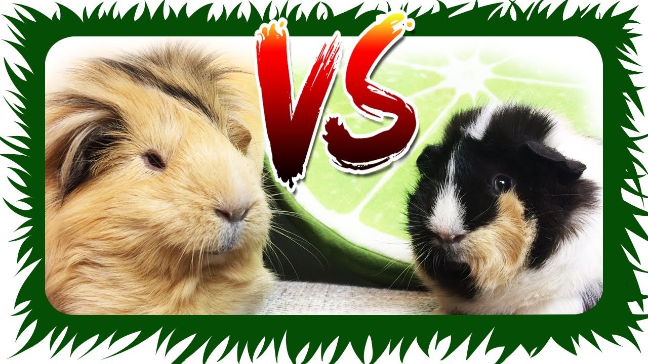 Semmel VS Banana Crumble - Rap Battle | Die Meeries