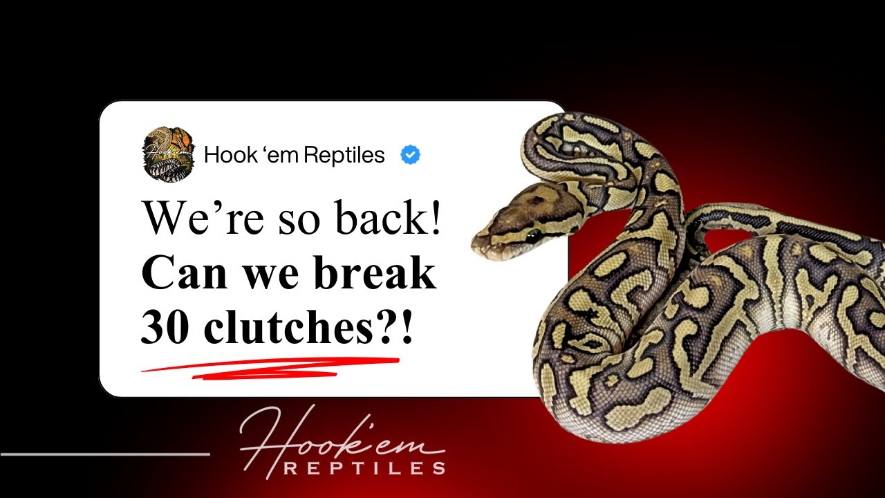 2026 Ball Python ROOM UPDATE || + So much more🚀