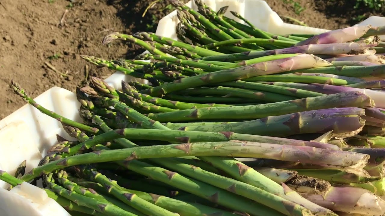 Asparagus 2021