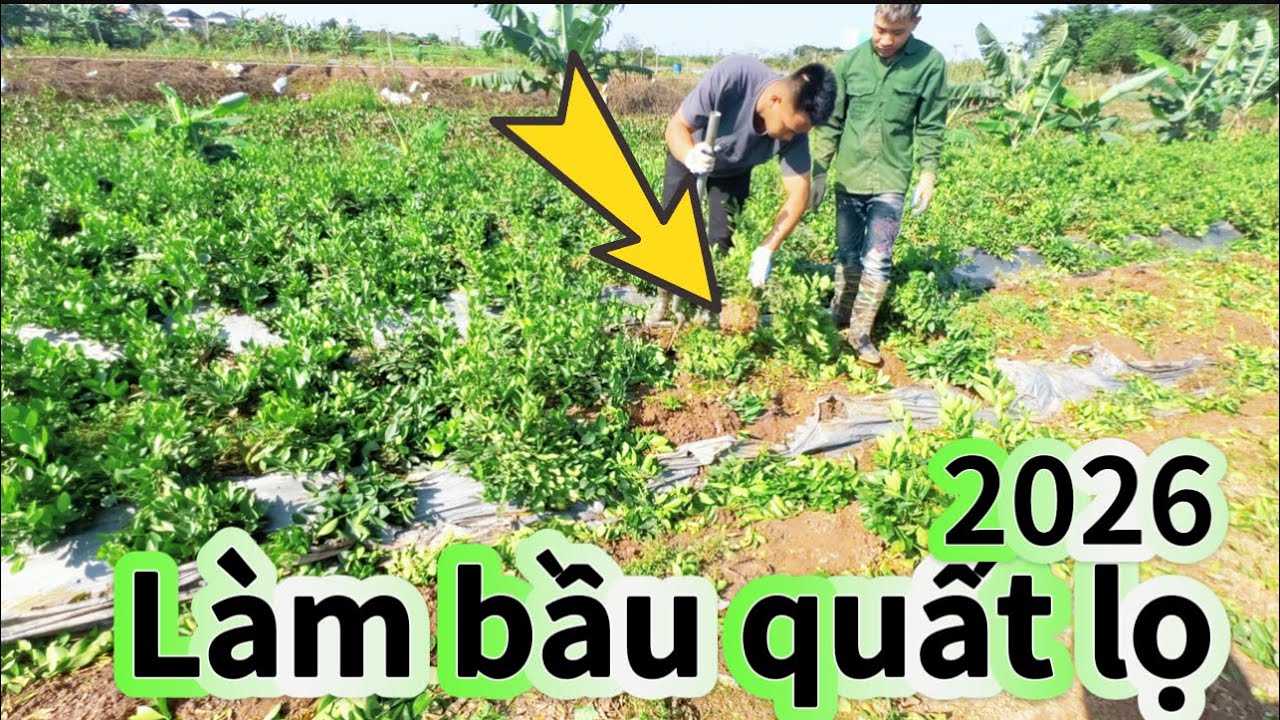 Chia sẻ “” CÁCH NGƯỜI DÂN ĐÁNH CÂY QUẤT CHUẨN SEO. Làm quất cảnh không khó 