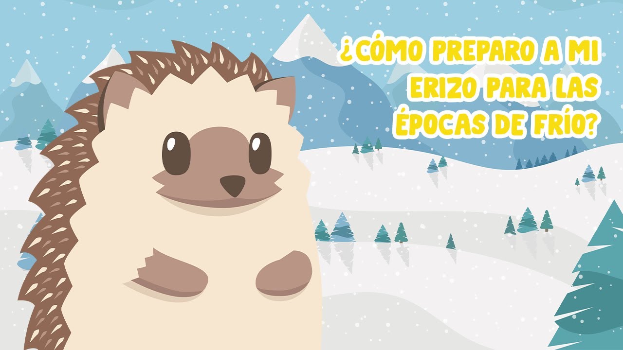 ¿Cómo preparo a mi erizo para las épocas de frío? | Erizoo México