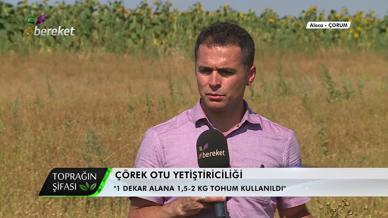 Çörek Otu Yetişmek İçin Nasıl Bir İklim İstiyor ?