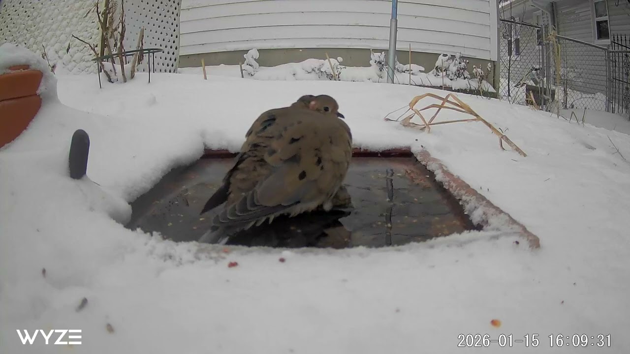 Mourning Dove on heated rock Nature Cam