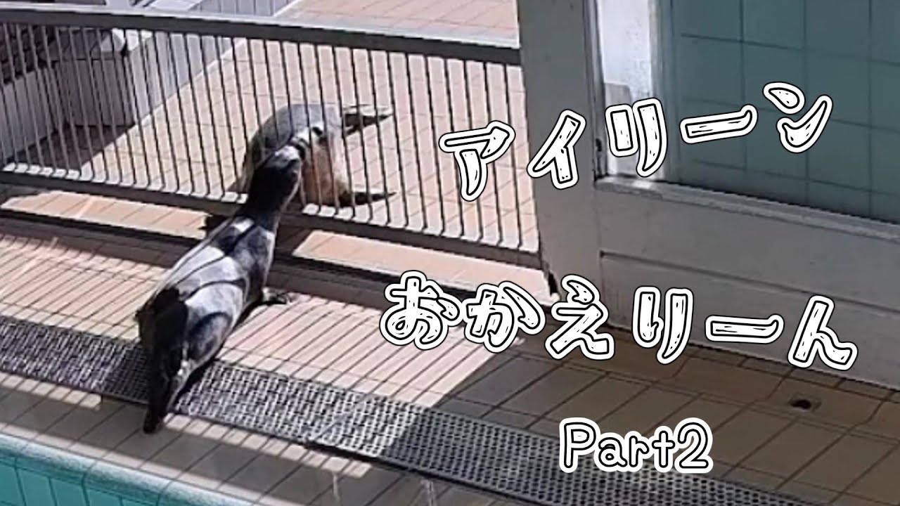 帰ってきたアイリーン おもちゃのエッグを干すオリーお魚を添えて【アザラシ幼稚園】