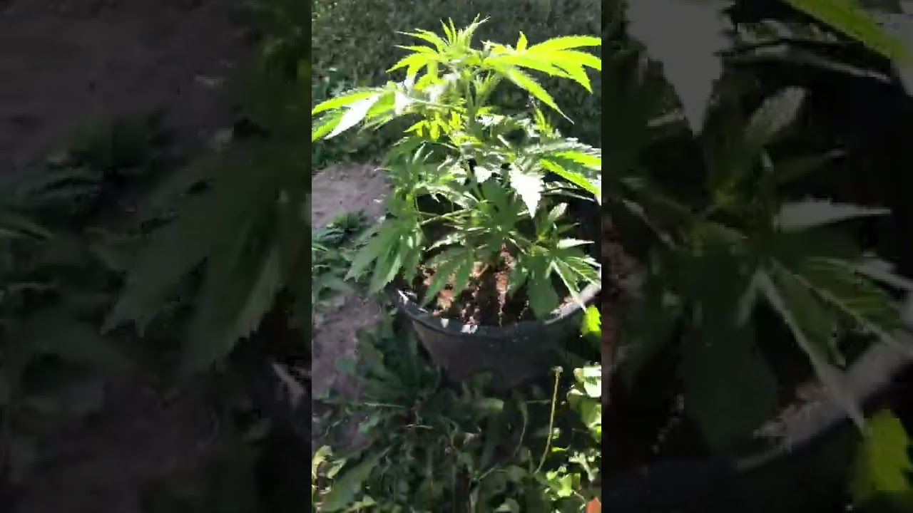 Tom ford pink kush update part 2