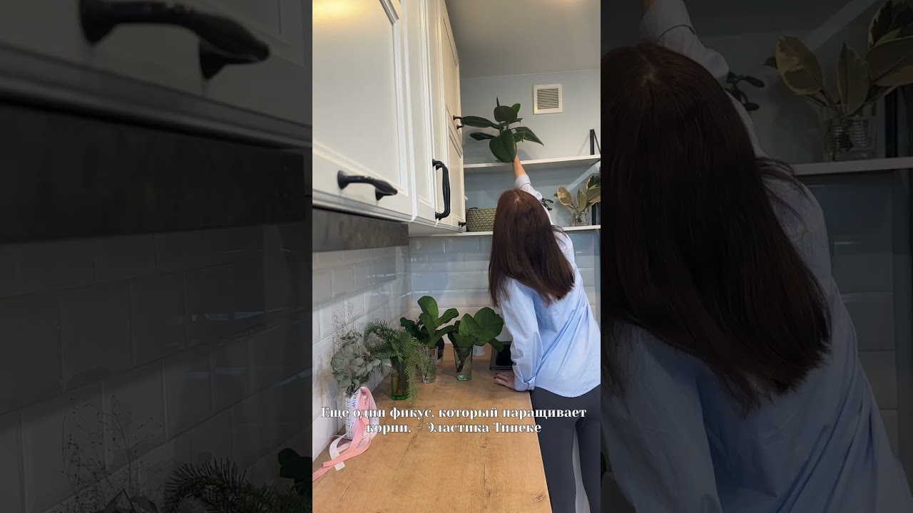На любимой кухне) Рассказываю, как размножаю фикусы 🌿 #plants #цветыдлядома #urbanjungle #фикус