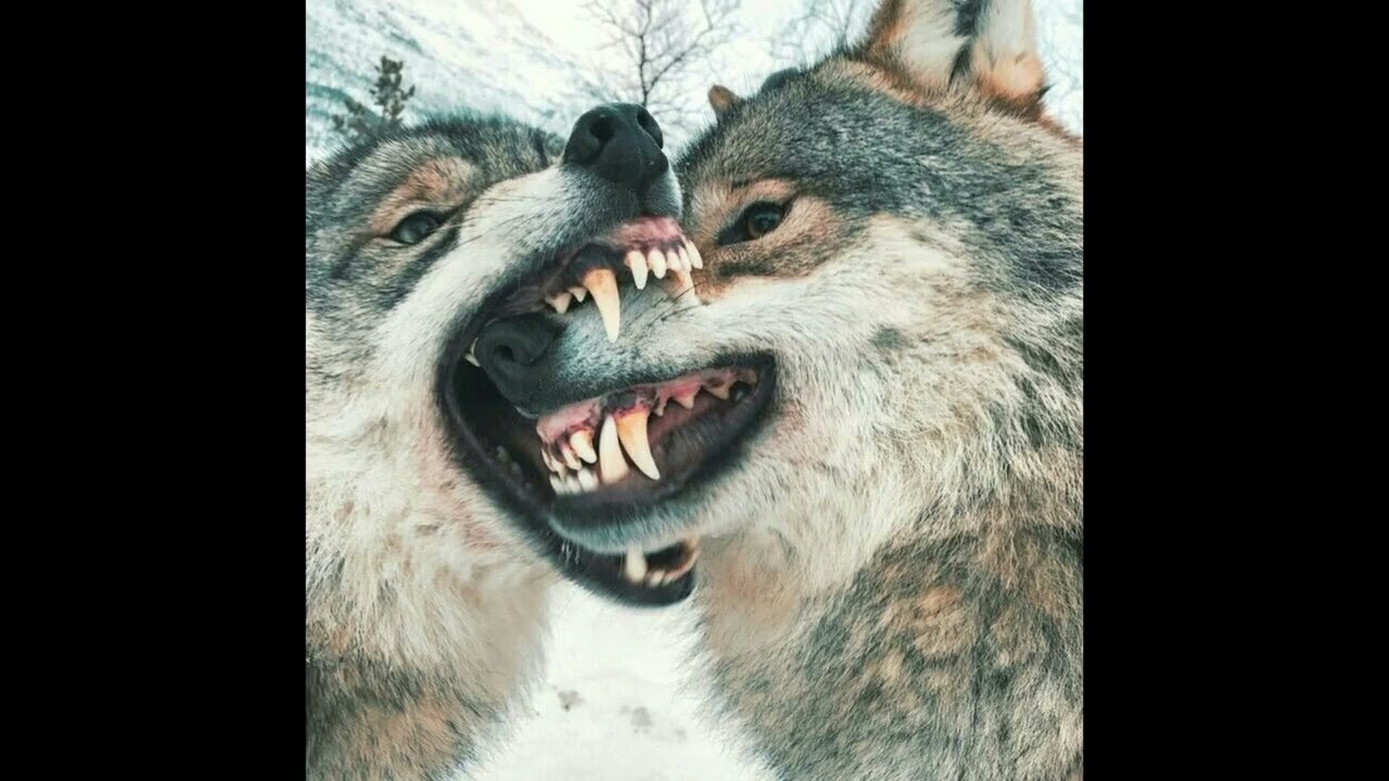 (free) fakemink + PureSnow type beat - 