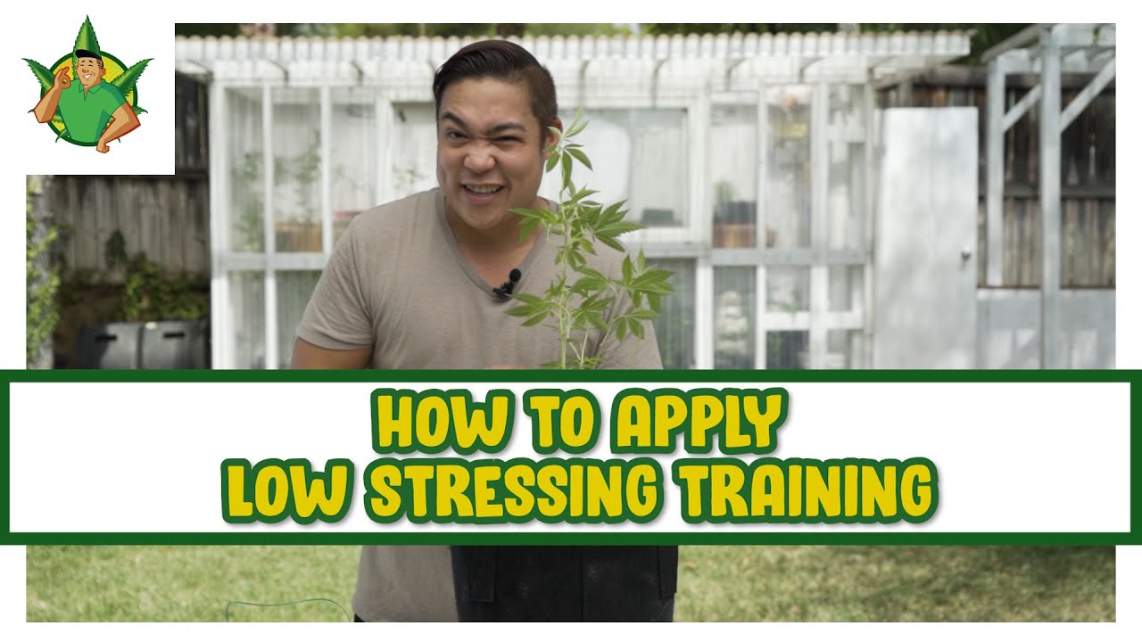 Filipino Cannabis Guy - How to Apply Low Stress Training