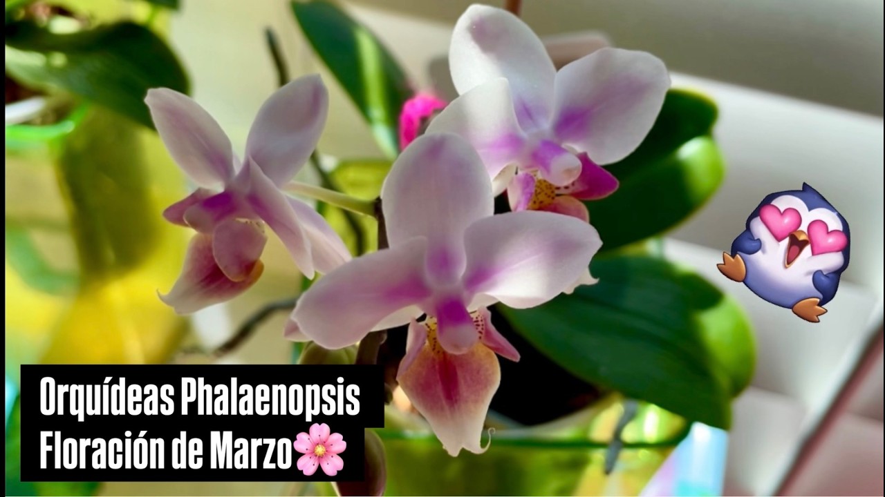 ✅COMO VAN MIS ORQUÍDEAS PHALAENOPSIS⁉️🌱🌸🌼🌺 🙋🏻‍♀️