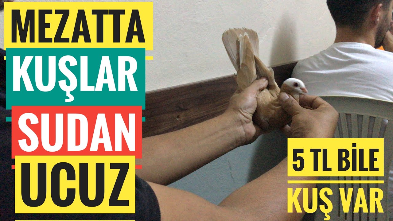 MEZATA GİTTİK KUŞLAR SUDAN UCUZ RECEP PARASI BİTENE KADAR KUŞ ALDI HEDEF 200 TANE KUŞ UÇURMAK