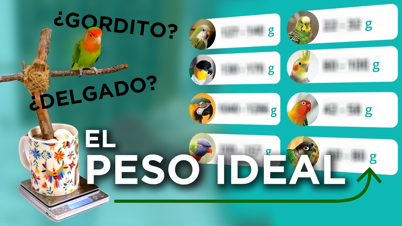 Cómo PESAR a tu lorito ➕ saber si tiene el PESO CORRECTO ⚖