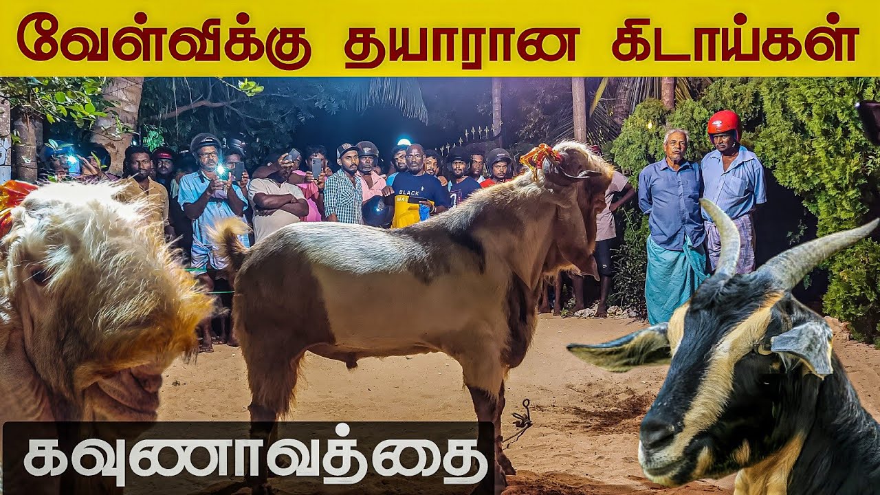 அட இதுதான் இலங்கையின் மிக பிரமாண்ட வேள்வி 🐐 500க்கு மேற்பட்ட ஆடுகள்😲 கவுணாவத்தை | Kavunavathai velvi