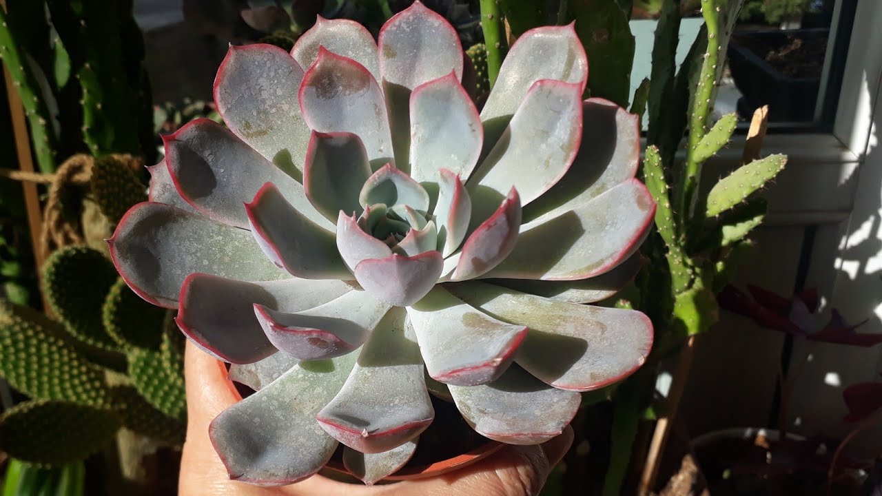 Echeveria Pulidonis/Sukulent Bakımı