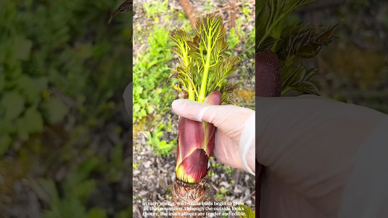 Amazing Mountain Food: Harvesting Thorny Aralia Buds That Taste Like Spring