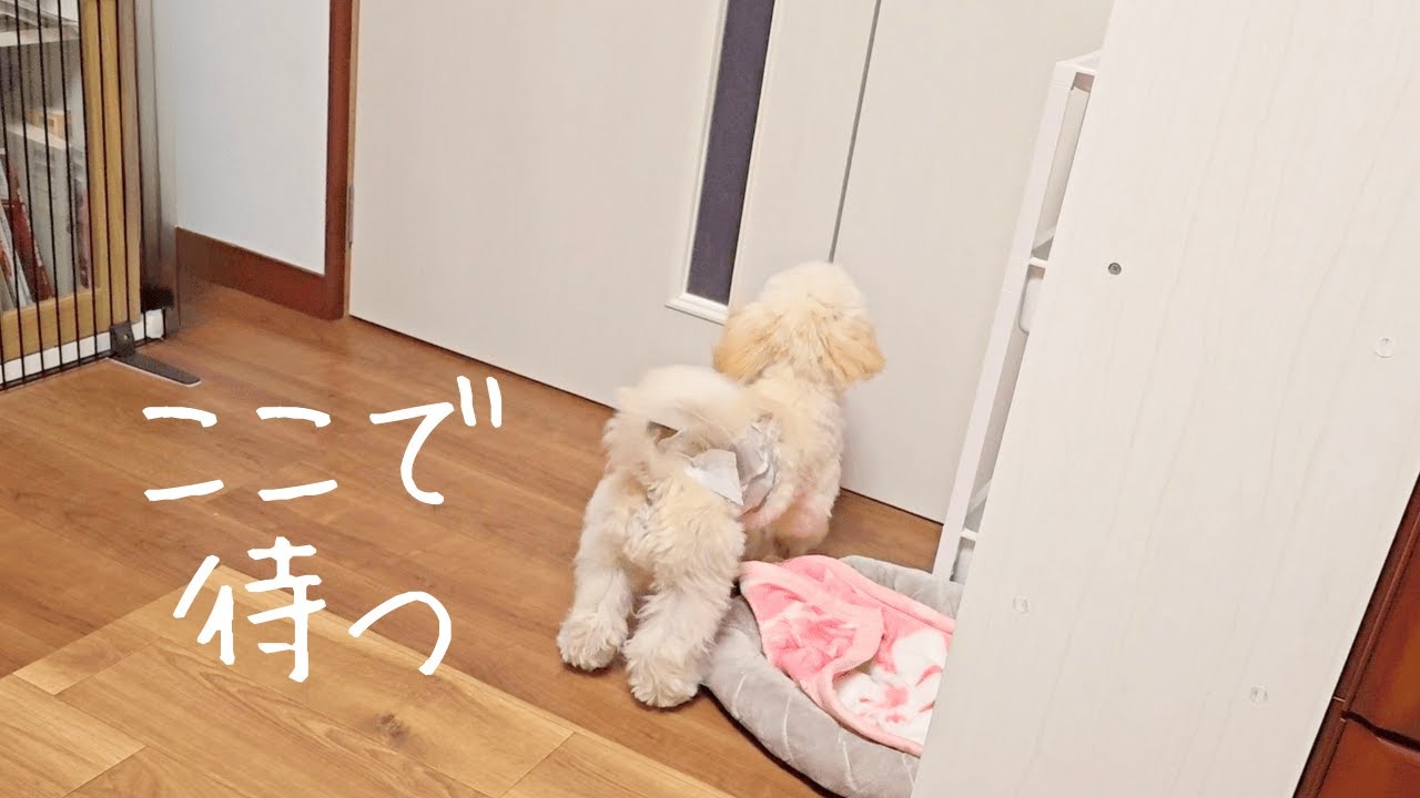 飼い主が1週間いない日のくうちゃん | Puppy waiting for owner to return